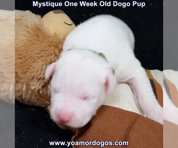 Medium Photo #12 Dogo Argentino Puppy For Sale in JANE, MO, USA