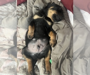 Rottweiler Puppy for sale in TAMPA, FL, USA