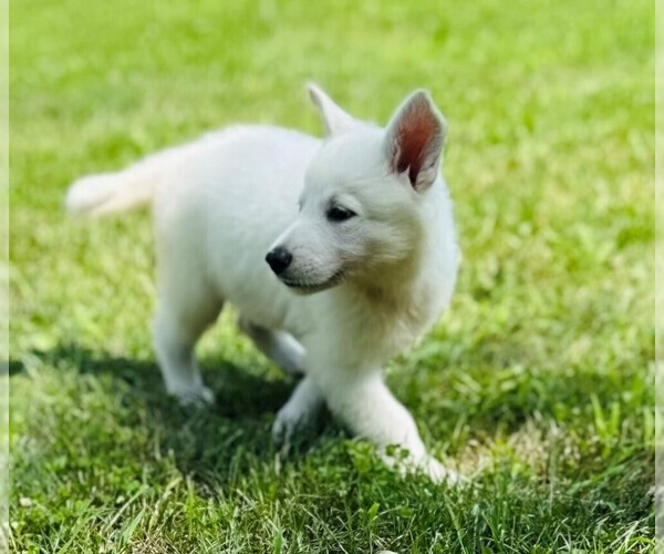 Medium Photo #6 German Shepherd Dog Puppy For Sale in CARDINGTON, OH, USA