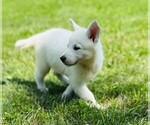 Small #5 German Shepherd Dog