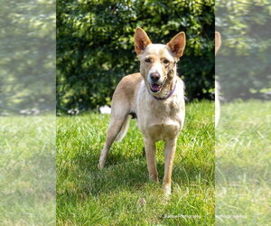 Mama Ruby - Female Golden Shepherd Dog for Adoption - Photo #2