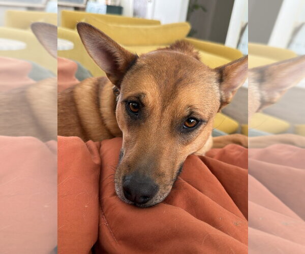 Medium Photo #1 Mutt Puppy For Sale in Fort Collins, CO, USA