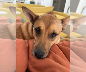 Mutt Dogs for adoption in Fort Collins, CO, USA