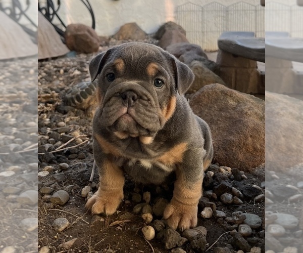 Medium Photo #2 Bulldog Puppy For Sale in ELK GROVE, CA, USA