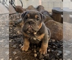 Small Photo #2 Bulldog Puppy For Sale in ELK GROVE, CA, USA