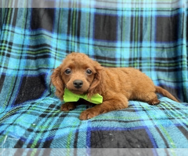 Medium Photo #2 Cavapoo (Miniature) Puppy For Sale in LAKELAND, FL, USA
