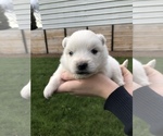 Small Photo #9 Miniature American Eskimo Puppy For Sale in OREGON CITY, OR, USA