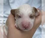 Small Photo #31 Cavapoo Puppy For Sale in PENSACOLA, FL, USA