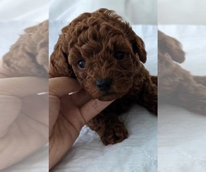 Poodle (Toy) Puppy for sale in ISSAQUAH, WA, USA