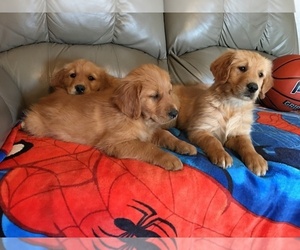 Golden Retriever Puppy for sale in PARIS, TX, USA