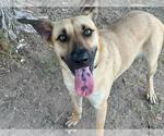 Small German Shepherd Dog Mix