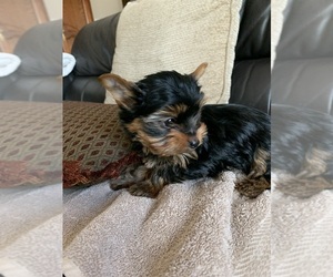 Yorkshire Terrier Puppy for sale in EVANSDALE, IA, USA