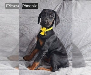 Doberman Pinscher Puppy for sale in POMEROY, OH, USA
