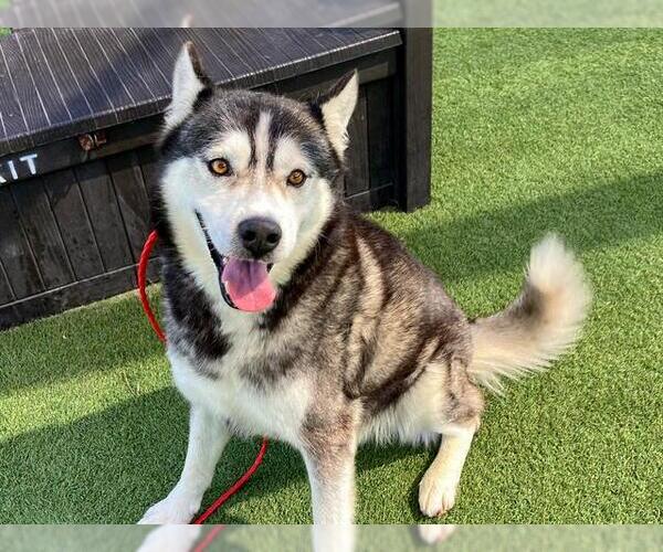 Medium Photo #1 Siberian Husky Puppy For Sale in Orange, CA, USA