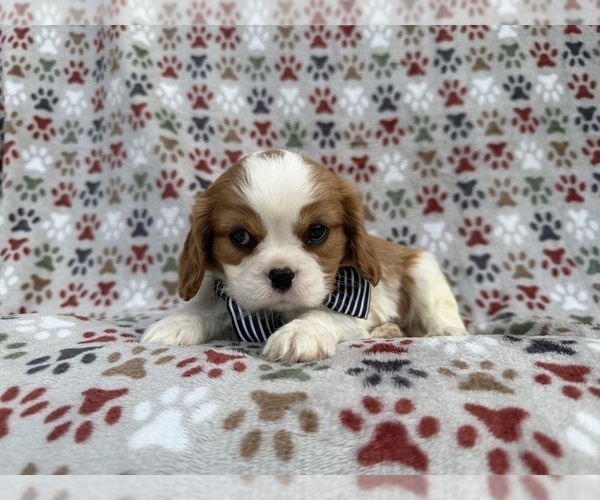 Medium Photo #6 Cavalier King Charles Spaniel Puppy For Sale in LAKELAND, FL, USA