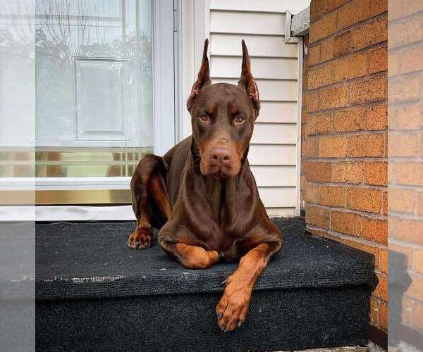 Medium Photo #107 Doberman Pinscher Puppy For Sale in FORT LAUDERDALE, FL, USA