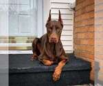 Small Photo #107 Doberman Pinscher Puppy For Sale in FORT LAUDERDALE, FL, USA