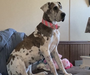 Great Dane Puppy for sale in BAXLEY, GA, USA