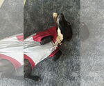 Small #4 Rat-Cha