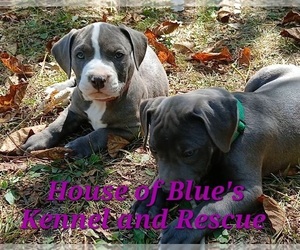 American Pit Bull Terrier Puppy for sale in DELAWARE, OH, USA