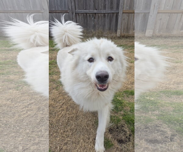 Medium Photo #13 Chow Chow-Great Pyrenees Mix Puppy For Sale in Houston, TX, USA