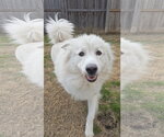 Small #12 Chow Chow-Great Pyrenees Mix
