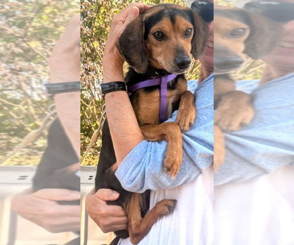 Medium Photo #7 Beagle-Unknown Mix Puppy For Sale in Dunnellon, FL, USA