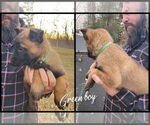Puppy Green Boy Belgian Malinois