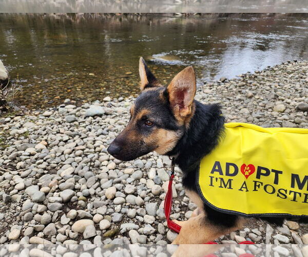 Medium Photo #37 German Shepherd Dog Puppy For Sale in Seattle, WA, USA