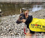 Small #36 German Shepherd Dog