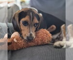Small #7 Beagle