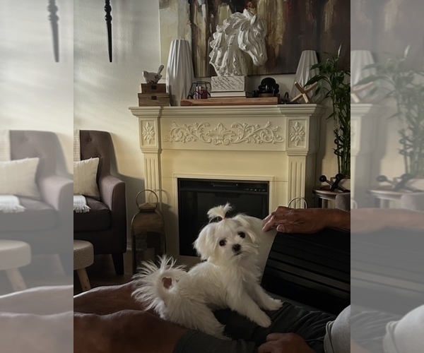 Medium Photo #1 Maltese Puppy For Sale in DELTONA, FL, USA