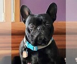 Small Photo #1 French Bulldog Puppy For Sale in ATHENS, AL, USA