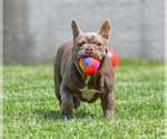Small Photo #1 French Bulldog Puppy For Sale in GAITHERSBURG, MD, USA