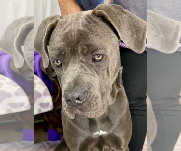 Medium Photo #3 Mutt Puppy For Sale in Goodyear, AZ, USA