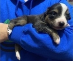 Small Photo #6 Australian Shepherd Puppy For Sale in MARATHON, IA, USA