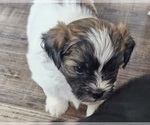 Small #2 Zuchon