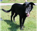 Small #3 Labrador Retriever Mix