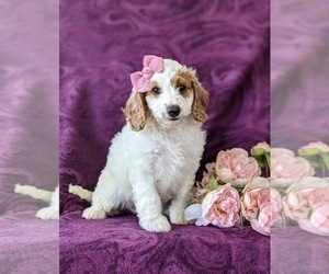 Goldendoodle (Miniature) Puppy for sale in GLEN ROCK, PA, USA