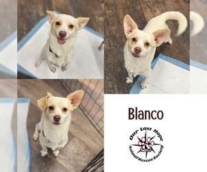 Chihuahua-Unknown Mix Dogs for adoption in Princeton, British Columbia, Canada