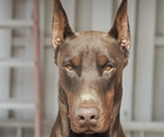 Small #3 Doberman Pinscher