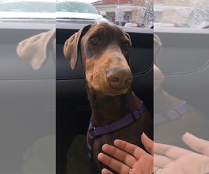 Doberman Pinscher Dogs for adoption in HIGHLAND, CA, USA