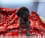Small Photo #4 German Shorthaired Pointer Puppy For Sale in FRONT ROYAL, VA, USA