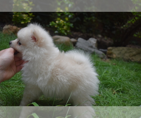 Medium Photo #13 Pomeranian Puppy For Sale in DINWIDDIE, VA, USA