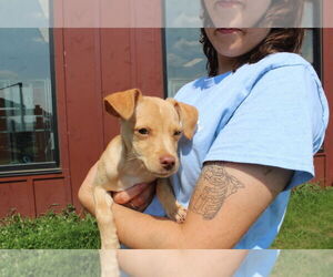 Chihuahua Dogs for adoption in Chestertown, MD, USA