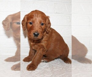 Goldendoodle Puppy for sale in PIQUA, OH, USA