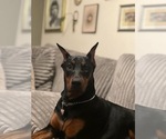 Small Photo #9 Doberman Pinscher Puppy For Sale in CORAL SPRINGS, FL, USA
