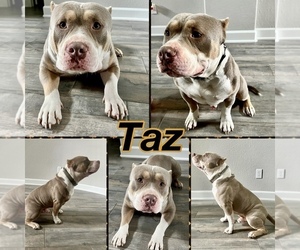 Father of the American Bully puppies born on 10/22/2023