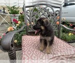 Puppy Puppy 10 German Shepherd Dog