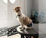 Small #3 Chihuahua